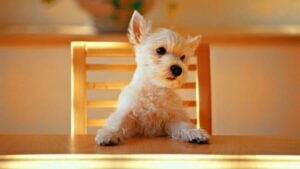 Купить корм для собак Just Dog в Москве
