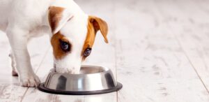 Купить корм для собак Just Dog в Москве